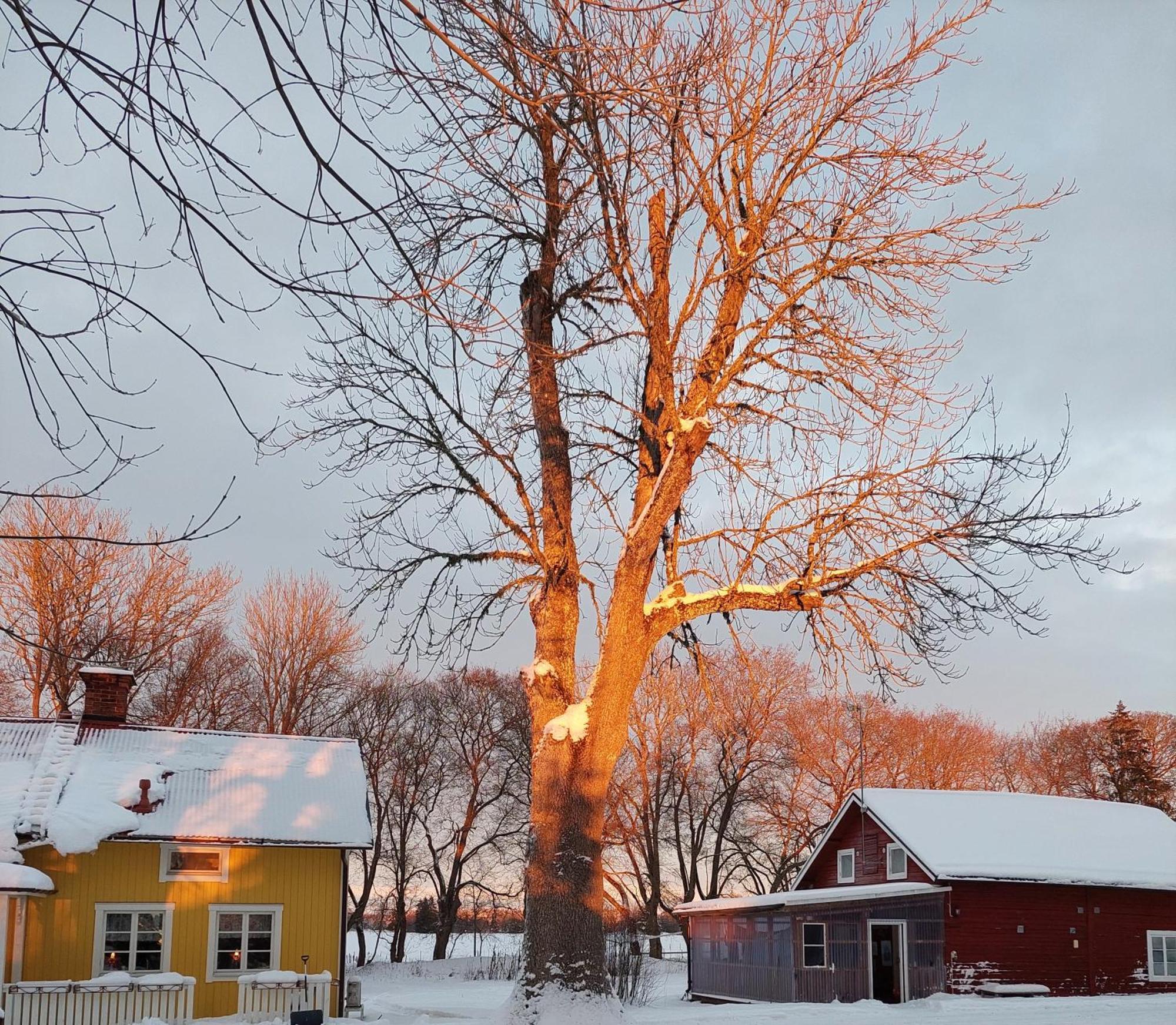 Enköping Enecopia Bed & Breakfast المظهر الخارجي الصورة